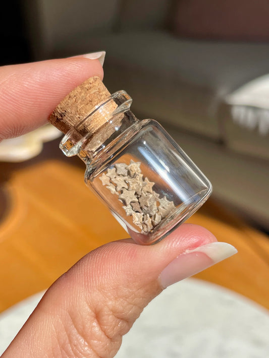 Star Crinoids In Jar