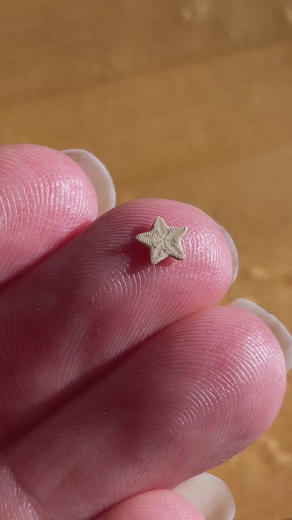 Star Crinoids In Jar